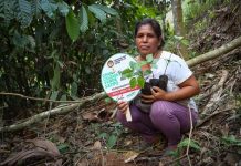 PLANTAN 500 ÁRBOLES EN CRUZADA VERDE – SATIPO