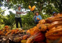 VRAEM: FAMILIAS CACAOTERAS IMPULSADAS POR DEVIDA LIDERAN CONCURSO REGIONAL EN JUNÍN