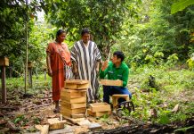 VRAEM: DEVIDA IMPULSA LA CRIANZA DE ABEJAS NATIVAS SIN AGUIJÓN EN COMUNIDADES ASHÁNINKAS DE RÍO TAMBO